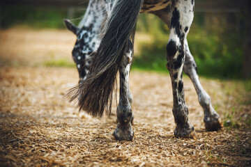 A beautiful spotted horse with a long tail fluttering in the wind stands in a sawdust paddock and...