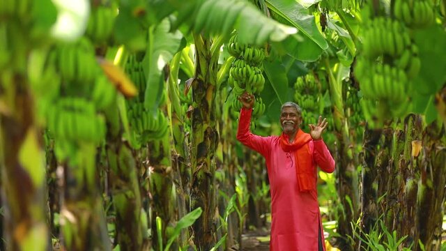 indian farmer examining at banana field