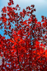 Bright red maple leaves on a background of blue sky.