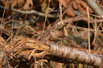 Obraz premium Winter Wren perched in brush pile