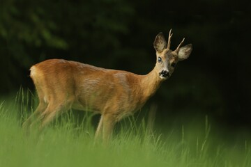 Wildlife scene with roebuck, Czech. Roe deer, Capreolus capreolus, walking in the grass. roe in a natural habitat.