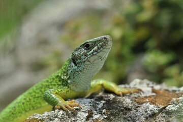 The European green lizard (Lacerta viridis) is a large lizard distributed across European midlatitudes from Slovenia and eastern Austria to as far east as the Black Sea coasts of Ukraine and Turkey.
