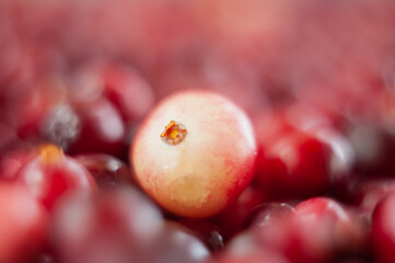 The cranberries. Small forest red berry. A scattering of cranberries. Vitamins from nature. Macro photo. Selective focus.