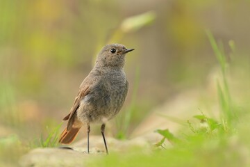 black redstart (Phoenicurus ochruros) is a small passerine bird in the redstart genus Phoenicurus. sonbirds sitting on the ground. 