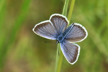 Silver-studded Blue, Plebejus argus, wild beautiful butterfly sitting on the green leaves, insect in the nature habitat, spring in the meadow. European wildlife, Czech republic.