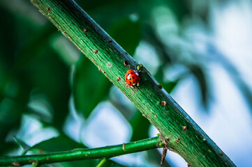 Ladybug on a branch © Deadshot