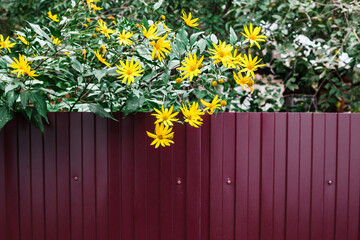 
yellow flowers hang from the fence