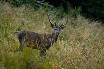 The Red Deer (Cervuls elaphus) during the rutting season. Carpathian Mountains, Bieszczady, Poland.