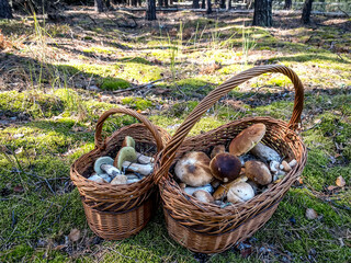 Fototapeta na wymiar Mushrooms Boletus edulis in a basket on a forest glade.