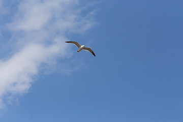 Seagull flying in the blue sky