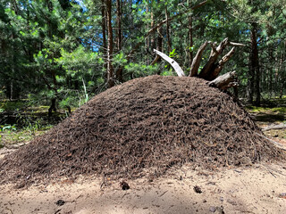 Large forest anthill with wild ants in summer forest. Ukraine.
