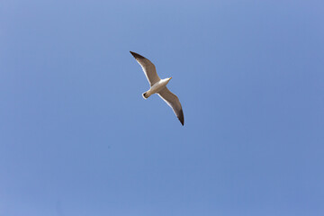 Obraz premium Seagull flying in the blue sky