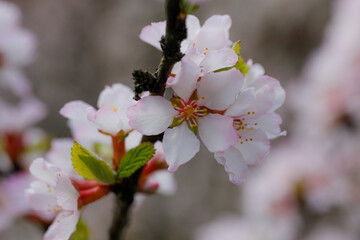A picture of gorgeous cherry blossoms on a spring day