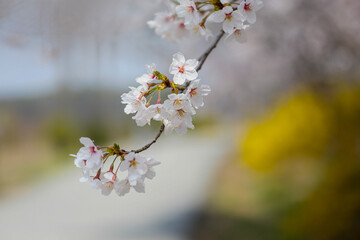 Obraz premium A picture of gorgeous cherry blossoms on a spring day