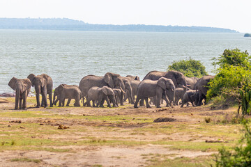 Obraz premium Herd of elephants drinking water in Queen Elizabeth National Park, Uganda.