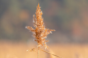 Obraz premium Late autumn reed pictures