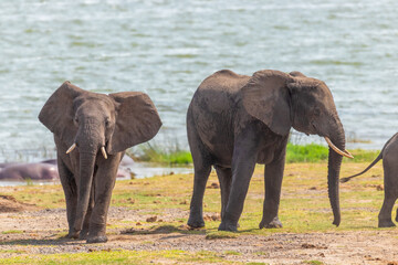 Herd of elephants drinking water in Queen Elizabeth National Park, Uganda.