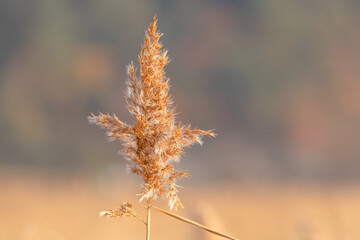 Obraz premium Late autumn reed pictures