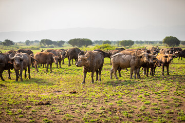 Obraz premium Herd of African Buffalo ( Syncerus caffer), Queen Elizabeth National Park, Uganda.