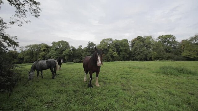Horses