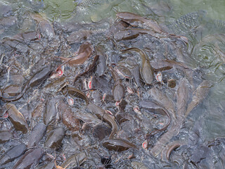 Many of catfish in the pond are waiting for food