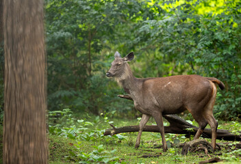 Sambar deer in the lush green forest of Kabini, India