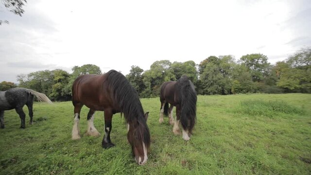 Horses