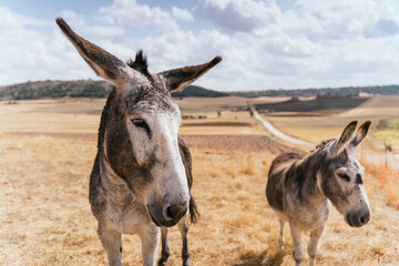 Donkeys In A Field