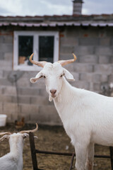 White Goat