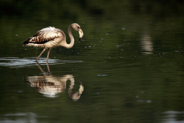 Greater Flamingo feeding in the morning at Tubli bay, Bahrain