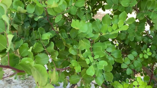 Ceratonia siliqua, commonly known as carob tree or carob bush as background. Small evergreen Arabian tree which bears long brownish-purple edible pods. Carob bean, used as a substitute for chocolate