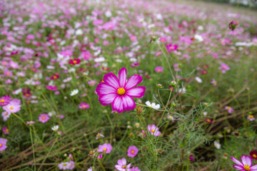 Cosmos field and colorful cosmos