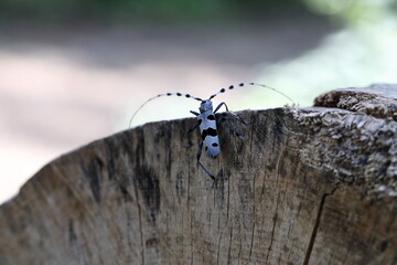  Rosalia longicorn (Rosalia alpina) or Alpine longhorn beetle