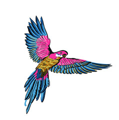 Tropical parrots. Vector isolated element on the white background.