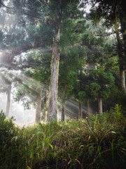 Naklejka premium Light rays through trees and forest during golden hour