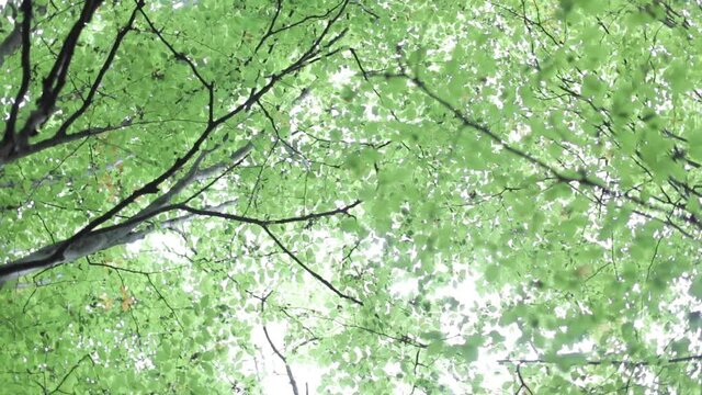 woodland
