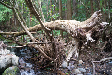 台風一過後の流木

