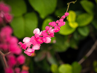 Bunch of Chain of Love Flowers Stacking