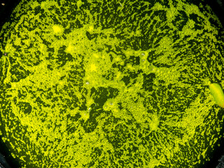 Surface of The Bubble Moss is Gathered into a Sheet