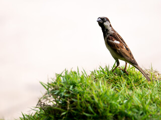 Sparrow Standing on The Haystack