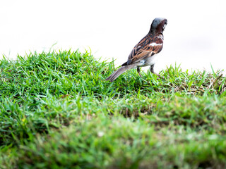 Sparrow Turned Its Back on The Haystack