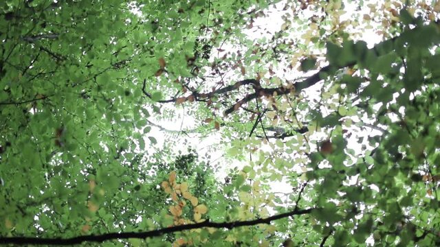 woodland