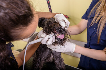 Grooming salon working place, pet shop.