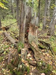 stump in the forest