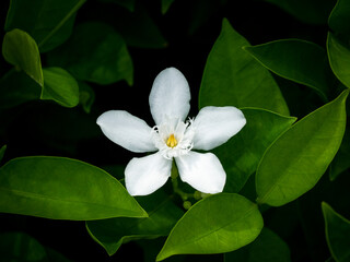 Single Gardenia Flower Blooming