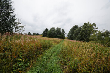 Trail through a wet field