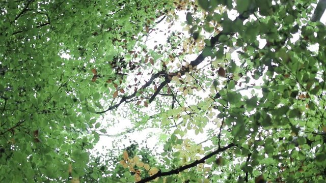woodland