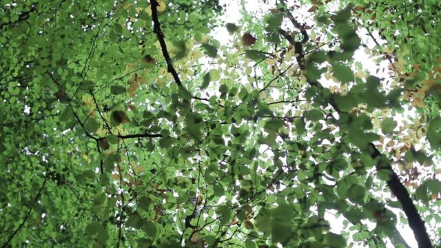 woodland
