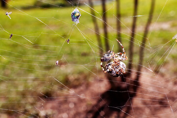 the spider caught the fly