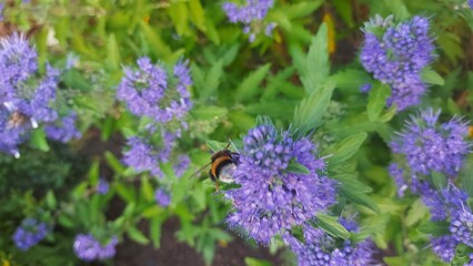 bart blumen mit Honigbiene,blue baloon with honeybee